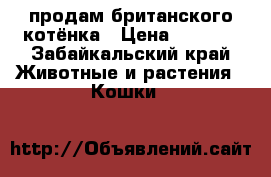продам британского котёнка › Цена ­ 4 000 - Забайкальский край Животные и растения » Кошки   